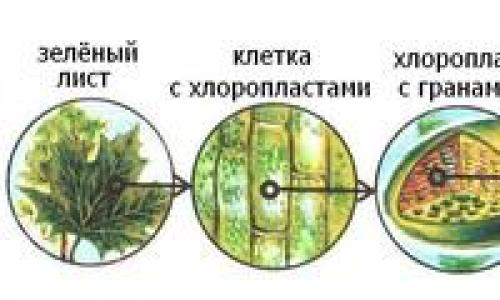 Процессы фотосинтеза и хемосинтеза Фотосинтез таблица световая и темновая фазы процессы