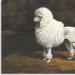 Poodle branco (A.I. Kuprin).  Funciona de acordo com A. Kuprin Características do arteau da história poodle branco