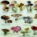 Класифікація грибів, основні класи та особливості