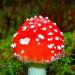 Найцікавіші факти про гриби